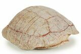 Inflated Fossil Tortoise (Stylemys) w/ Limb Bones - South Dakota #373009-1